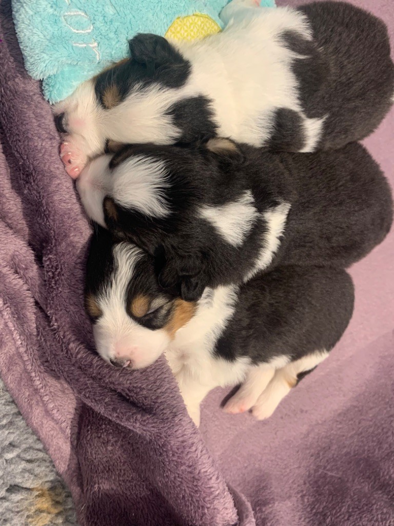 Des Eclats De Quasar - Voilà  nos 3 chiots femelles noir tricolor de la portée 