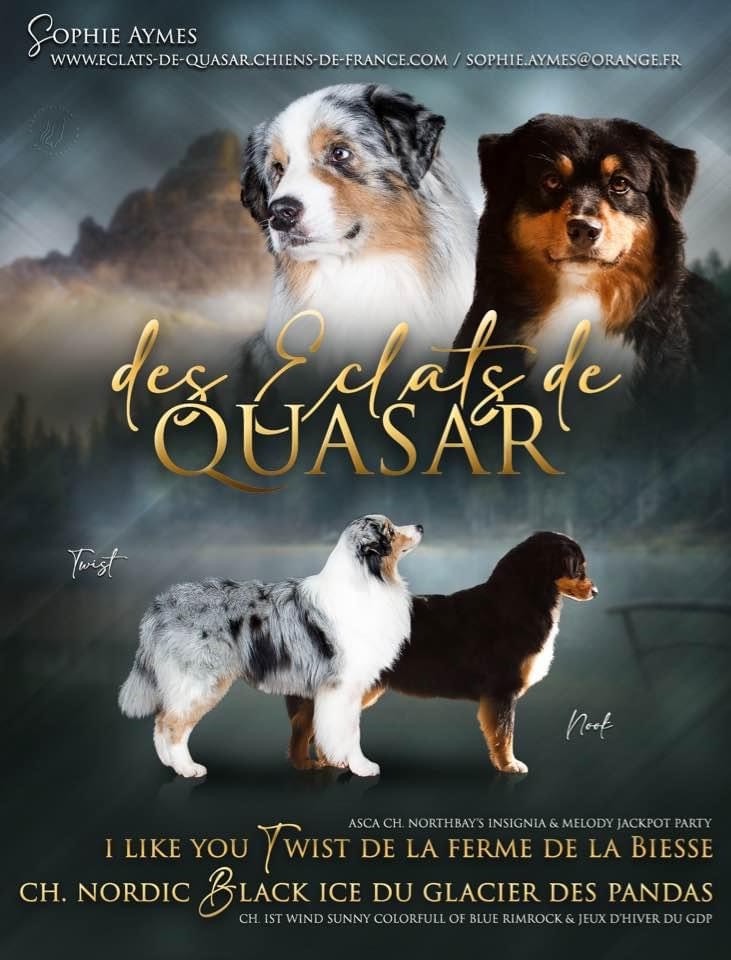 Des Eclats De Quasar - Les chiots ont déjà 1 mois ! 