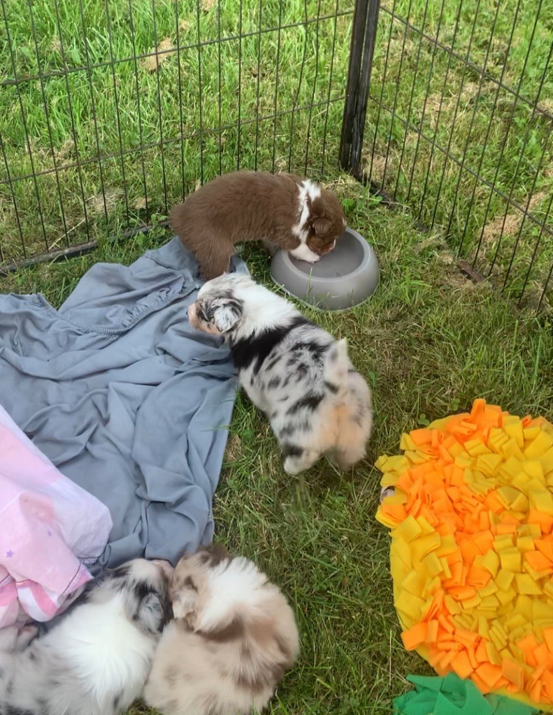 Des Eclats De Quasar - 5 semaines pour les chiots ! Les réservations sont en cours 