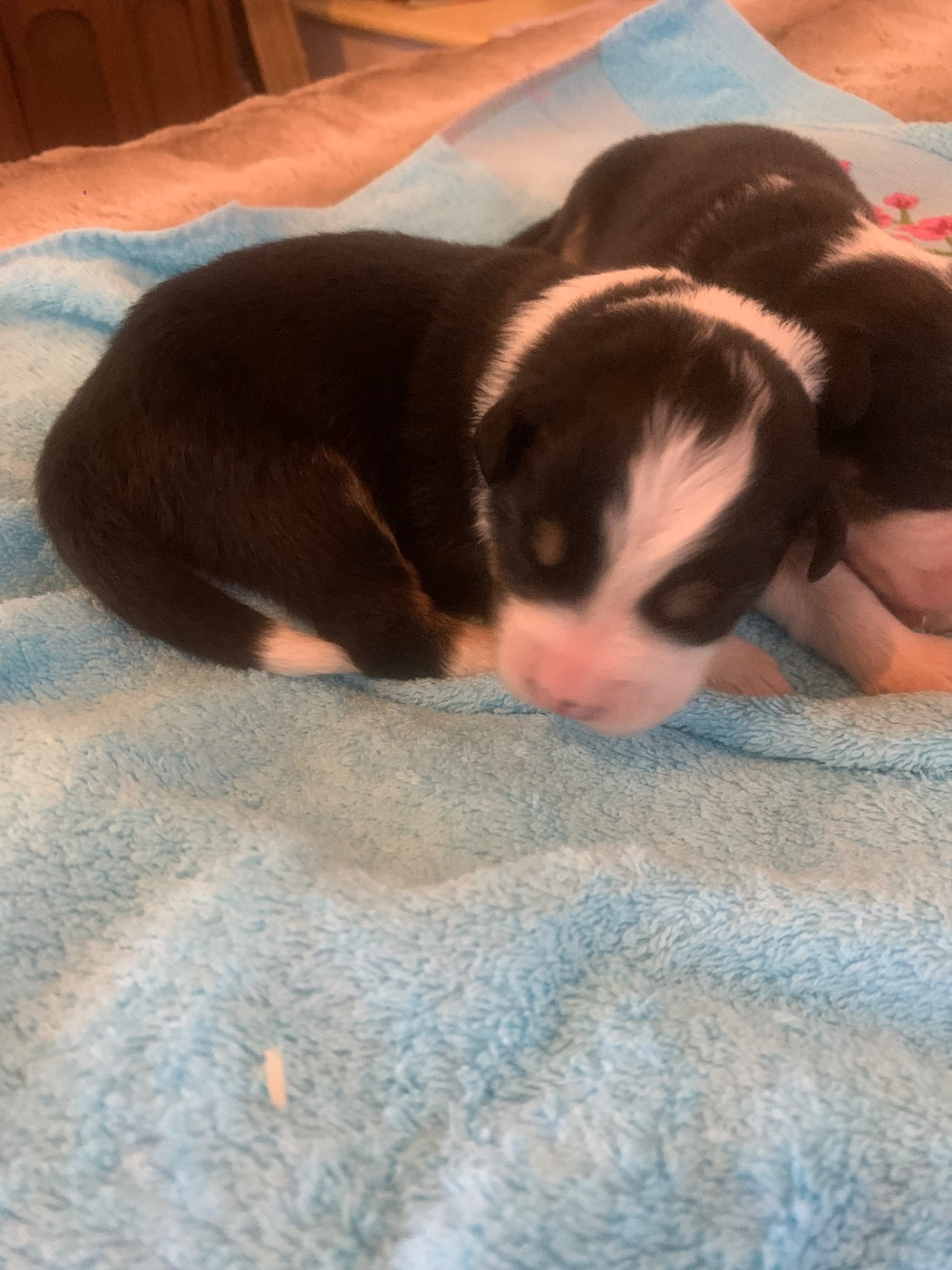 Les chiots de Jazz et Naky sont nés !