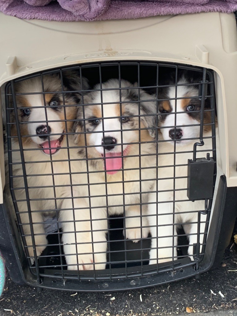 Les chiots ont 2 mois ! Visite vétérinaire ce jour 