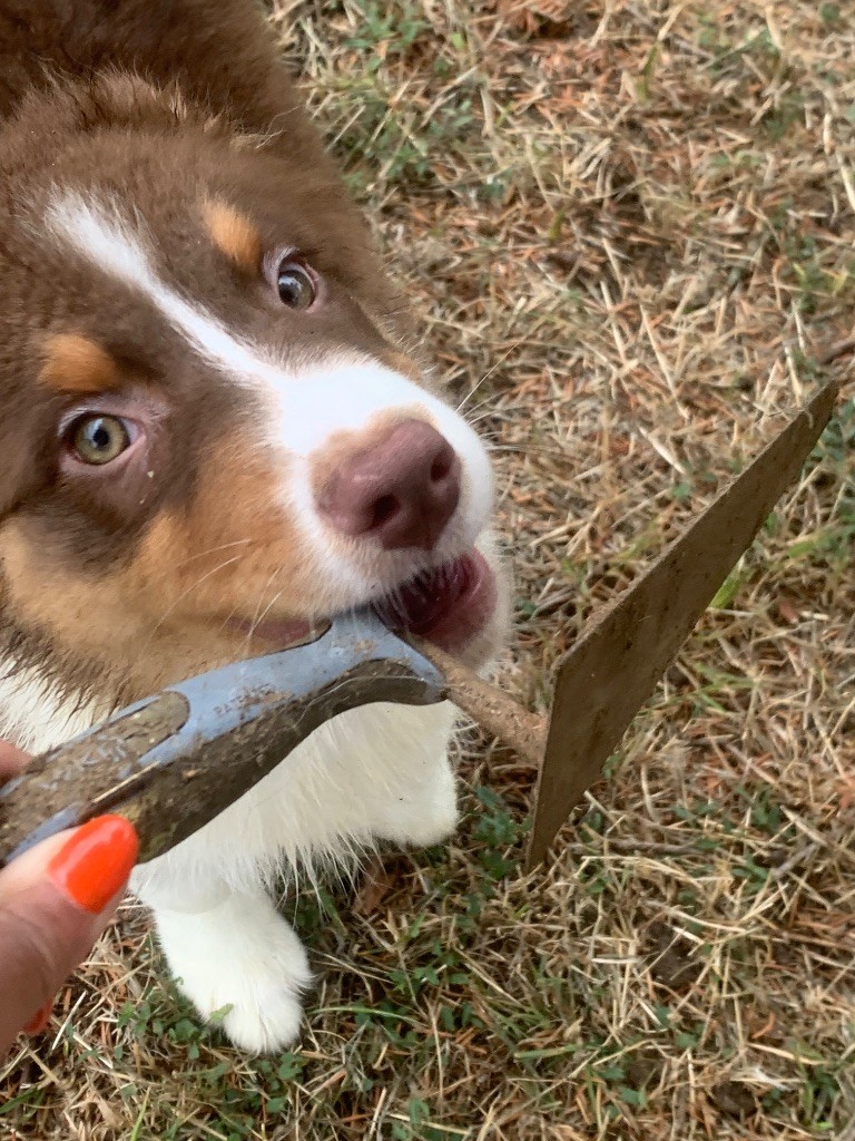 Quelques chiots sont disponibles  mâles et femelle 