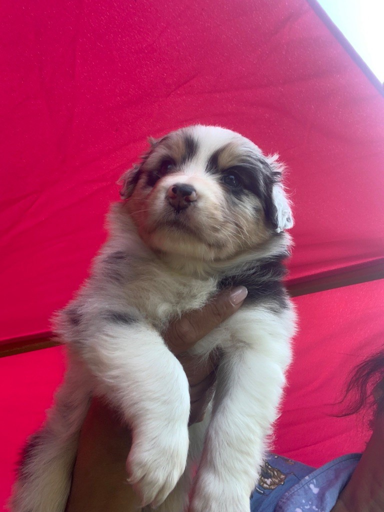 Des Eclats De Quasar - Chiots disponibles - Berger Australien