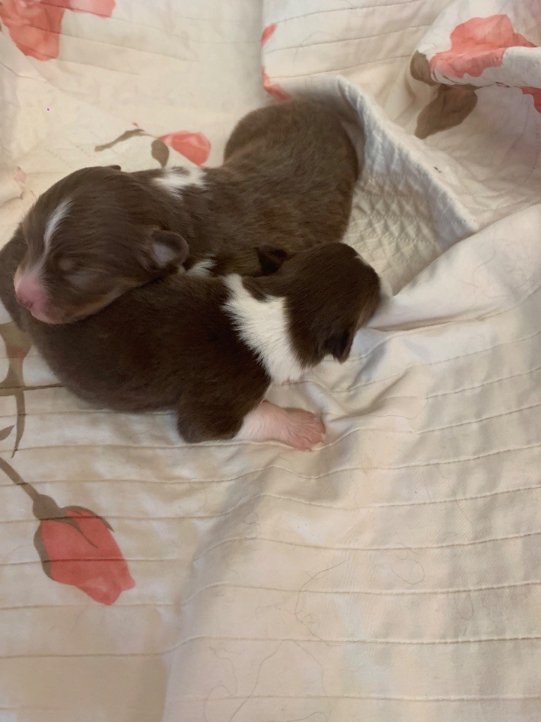 Des Eclats De Quasar - Chiots disponibles - Berger Australien
