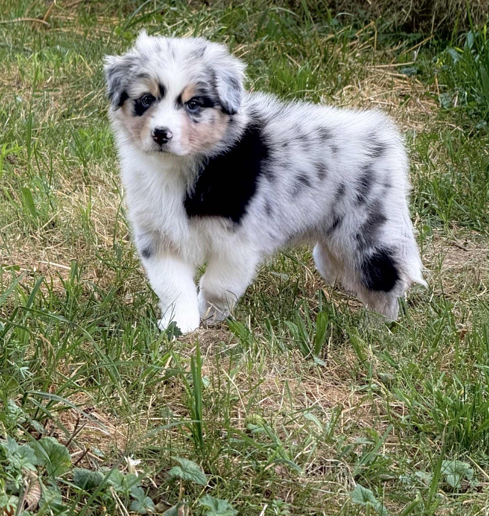 Des Eclats De Quasar - Chiots disponibles - Berger Australien