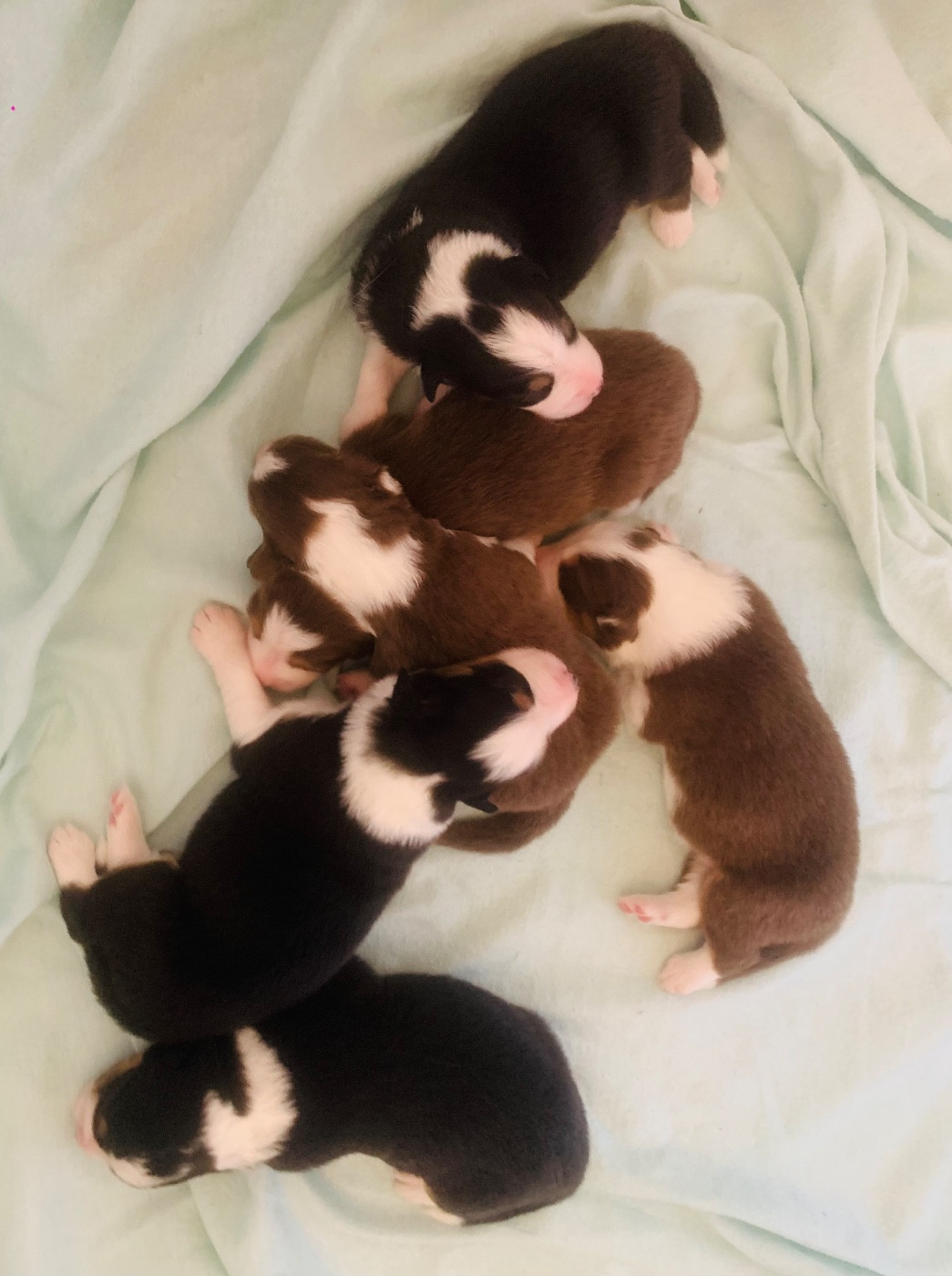 Chiot Berger Australien Des Eclats De Quasar