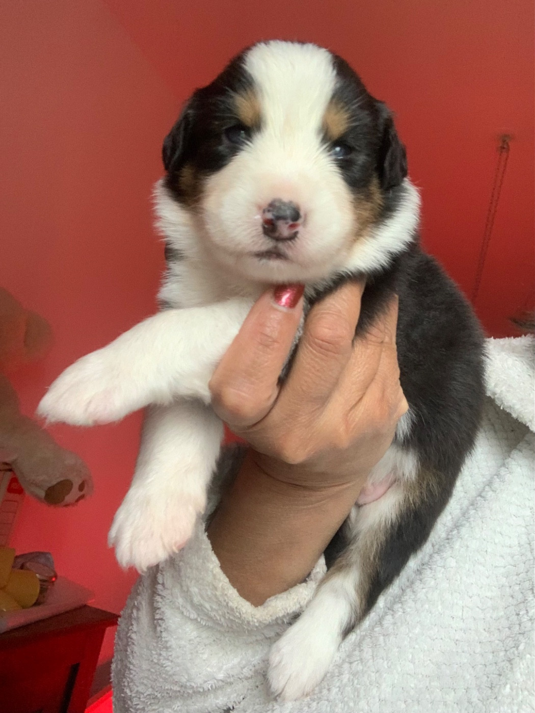 Des Eclats De Quasar - Chiots disponibles - Berger Australien