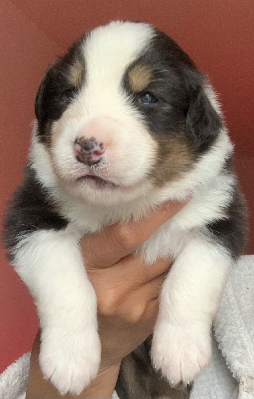 Des Eclats De Quasar - Chiots disponibles - Berger Australien