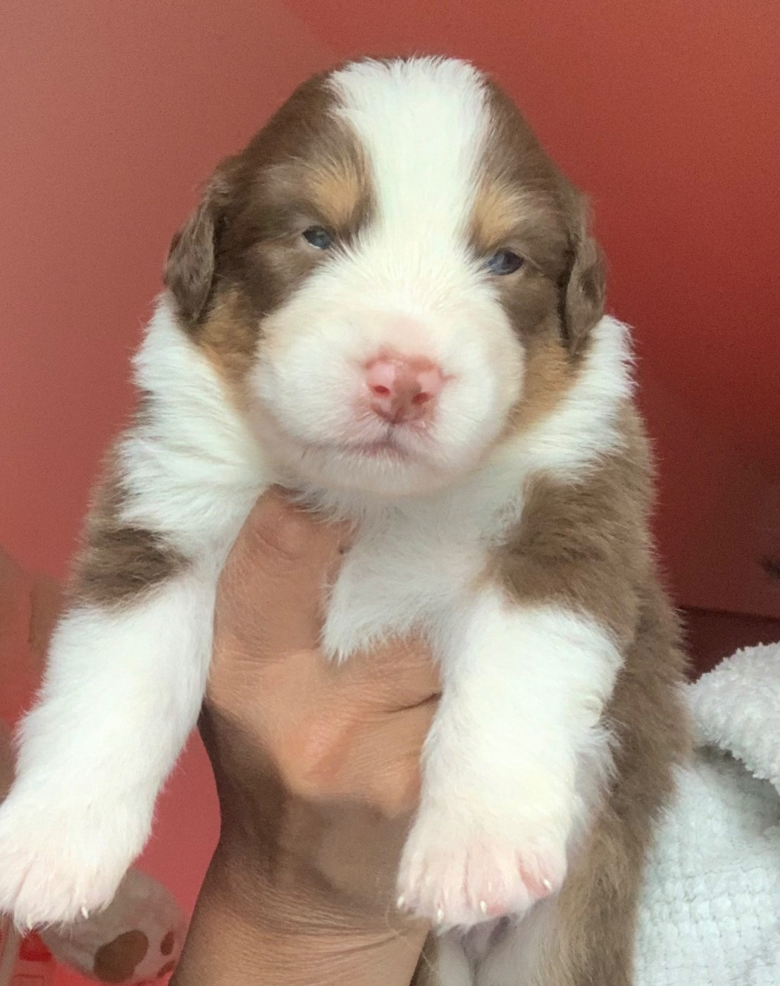 Des Eclats De Quasar - Chiots disponibles - Berger Australien