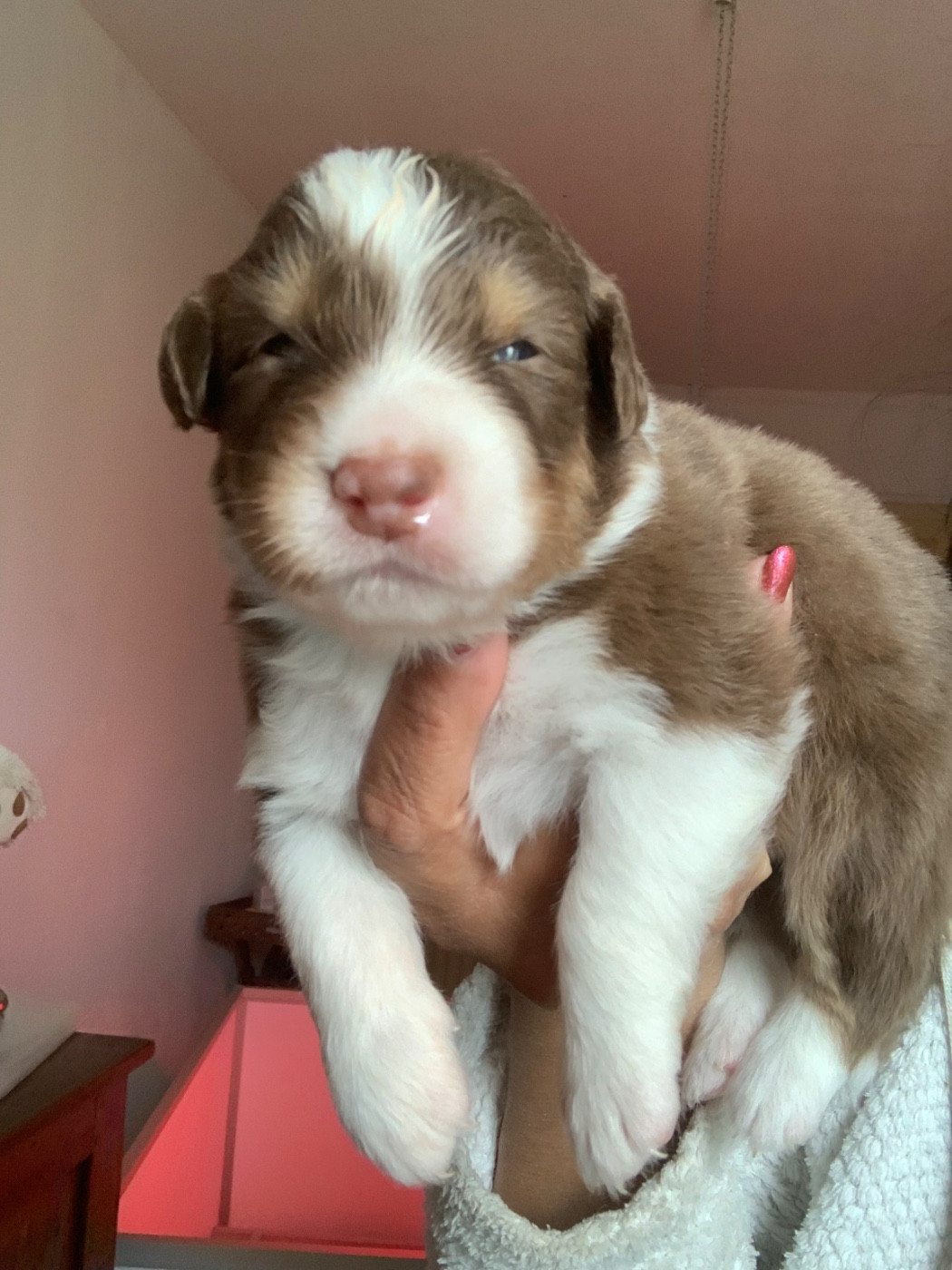 Des Eclats De Quasar - Chiots disponibles - Berger Australien