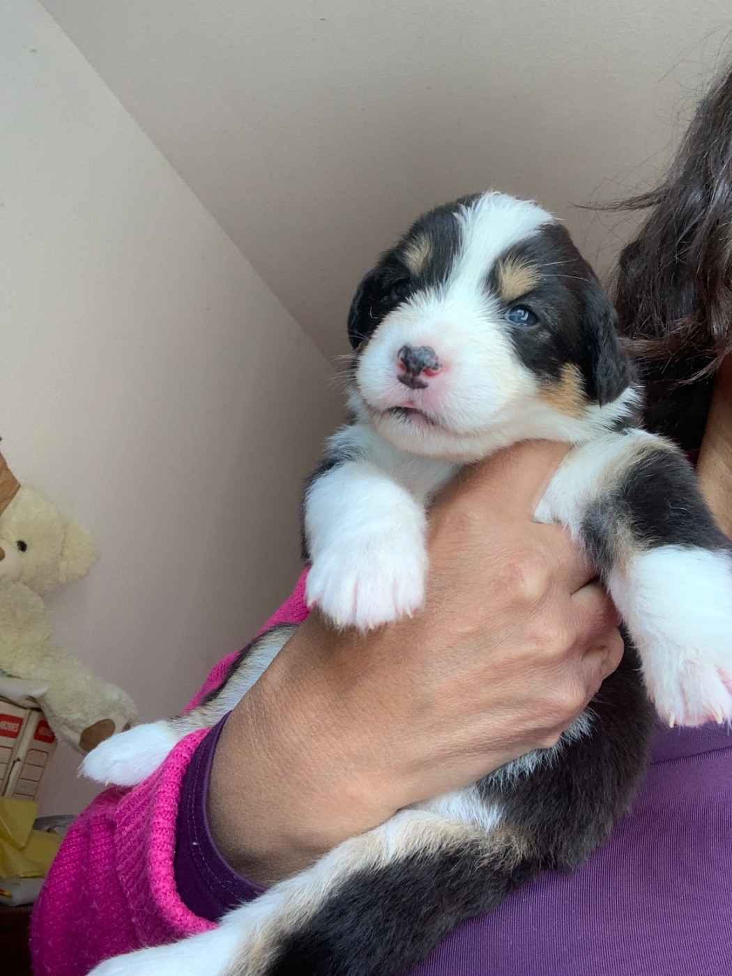 Des Eclats De Quasar - Chiots disponibles - Berger Australien