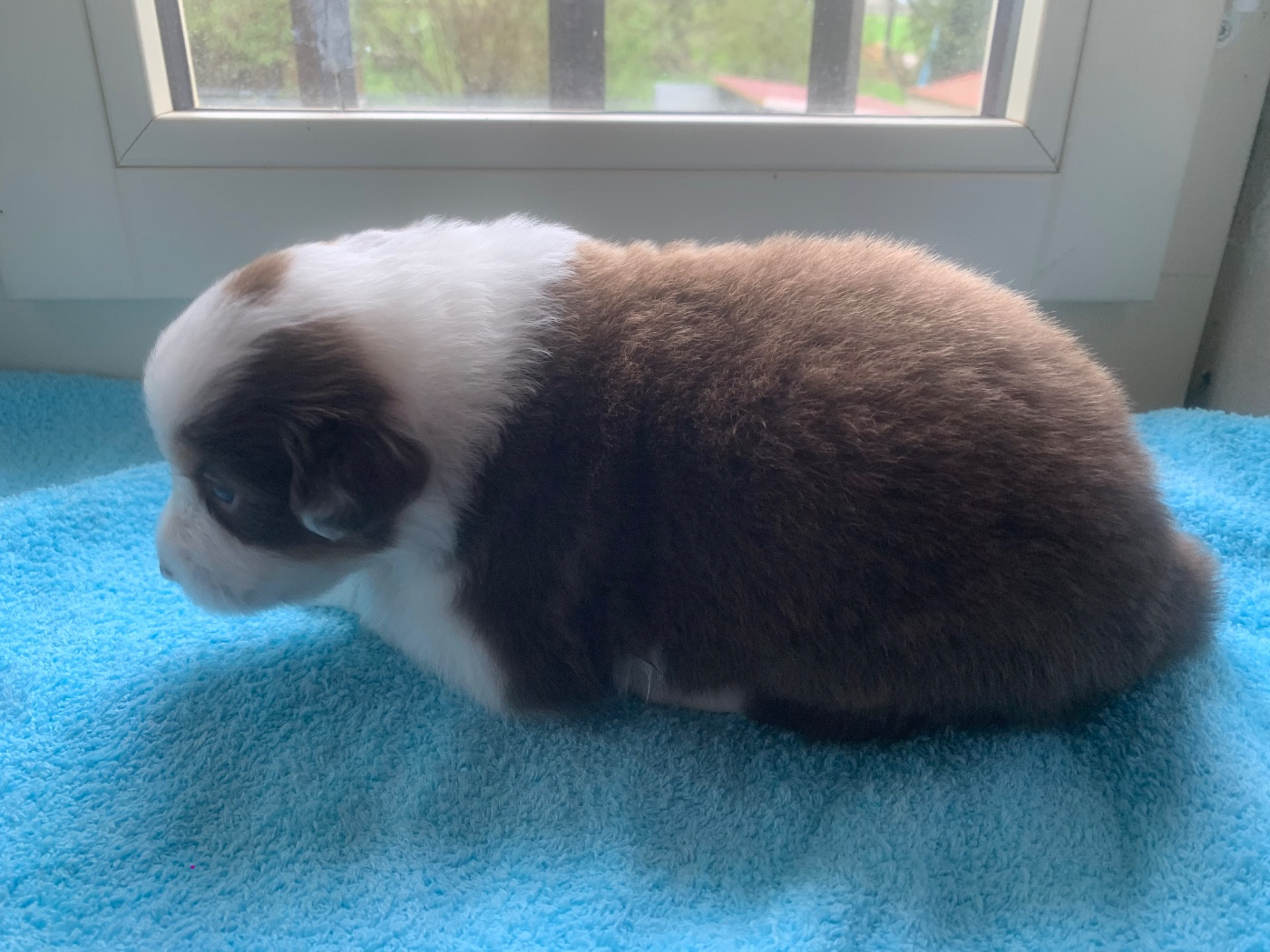 Des Eclats De Quasar - Chiots disponibles - Berger Australien