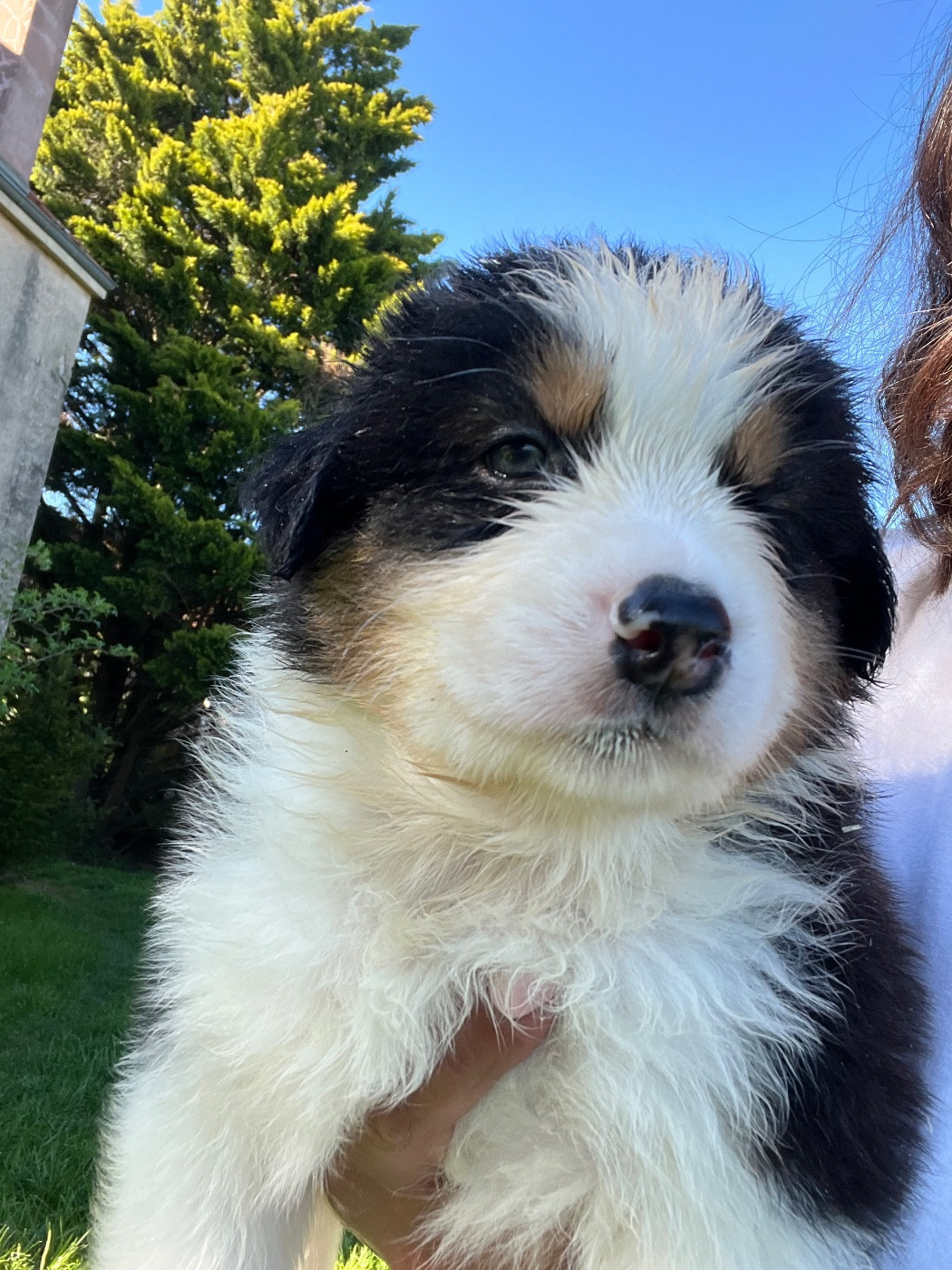 Des Eclats De Quasar - Chiots disponibles - Berger Australien