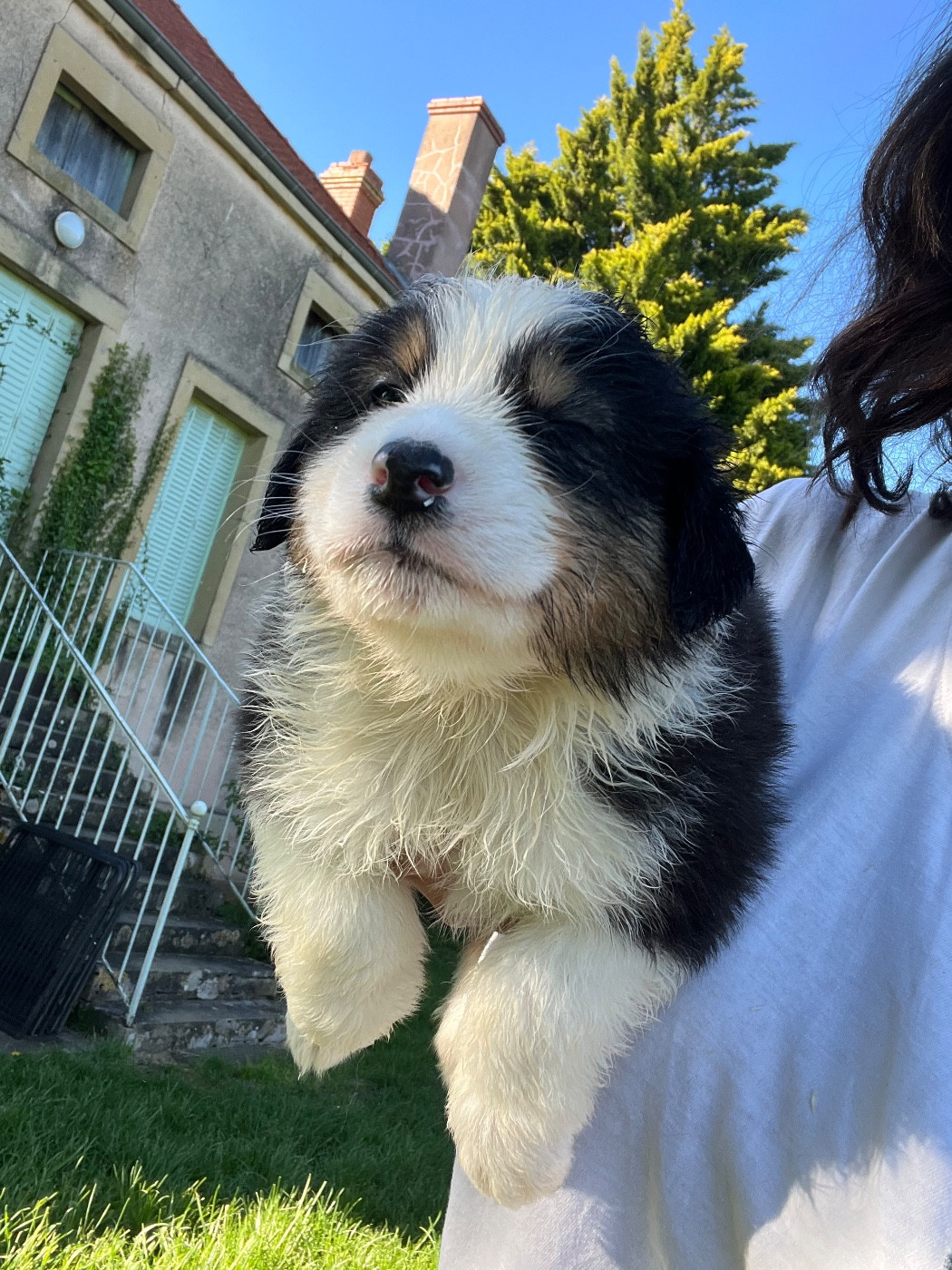 Des Eclats De Quasar - Chiots disponibles - Berger Australien