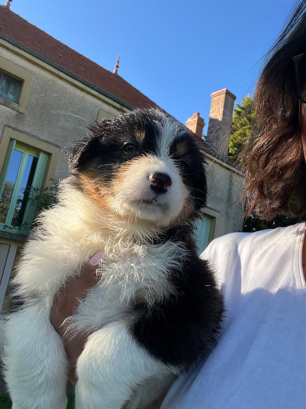 Des Eclats De Quasar - Chiots disponibles - Berger Australien