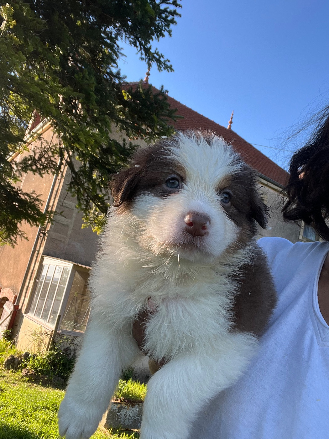 Des Eclats De Quasar - Chiots disponibles - Berger Australien