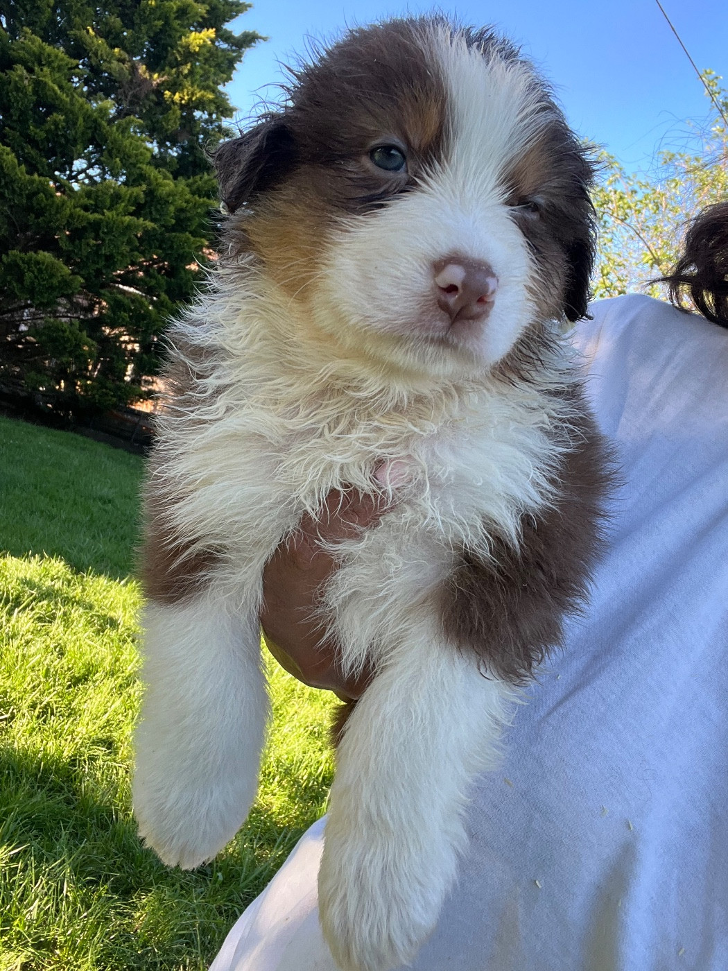 Des Eclats De Quasar - Chiots disponibles - Berger Australien