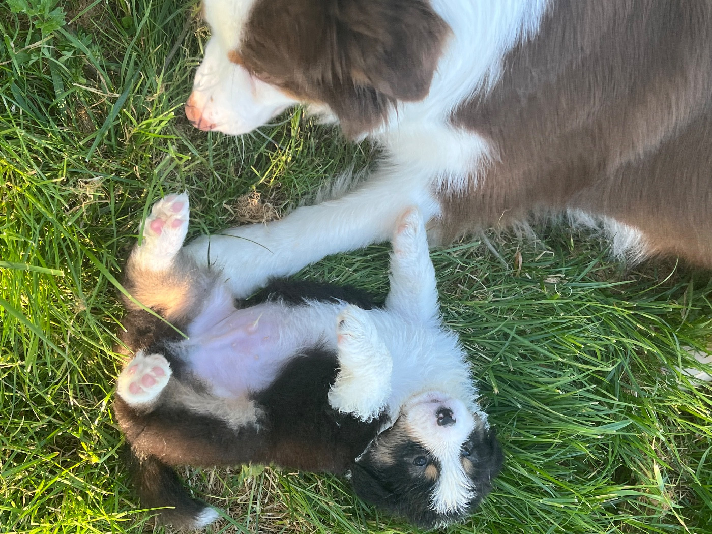 Des Eclats De Quasar - Berger Australien - Portée née le 05/03/2026