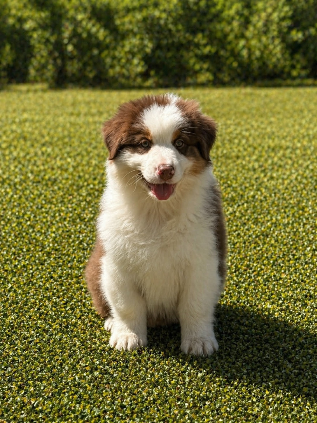 Des Eclats De Quasar - Chiots disponibles - Berger Australien