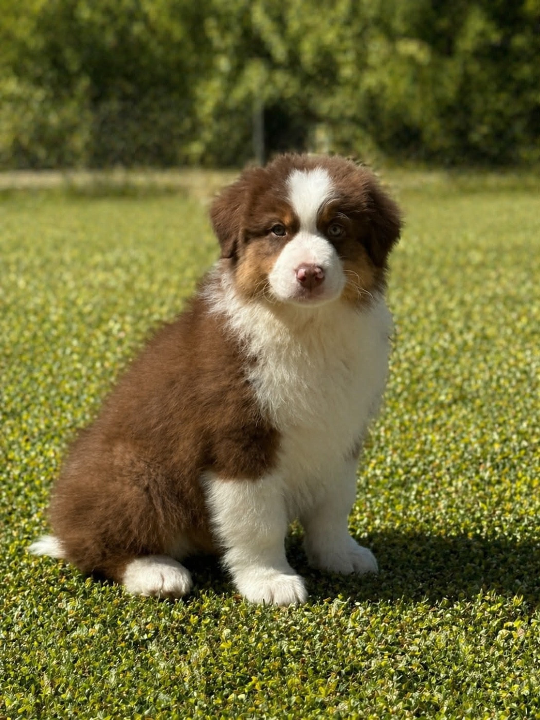 Des Eclats De Quasar - Chiots disponibles - Berger Australien