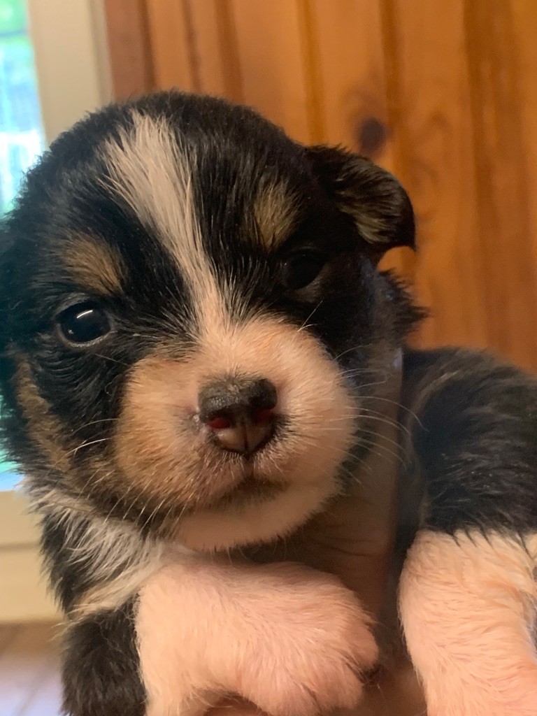 Des Eclats De Quasar - Chiots disponibles - Berger Australien