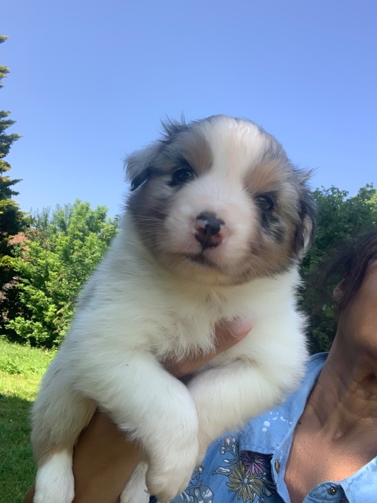 Des Eclats De Quasar - Chiots disponibles - Berger Australien