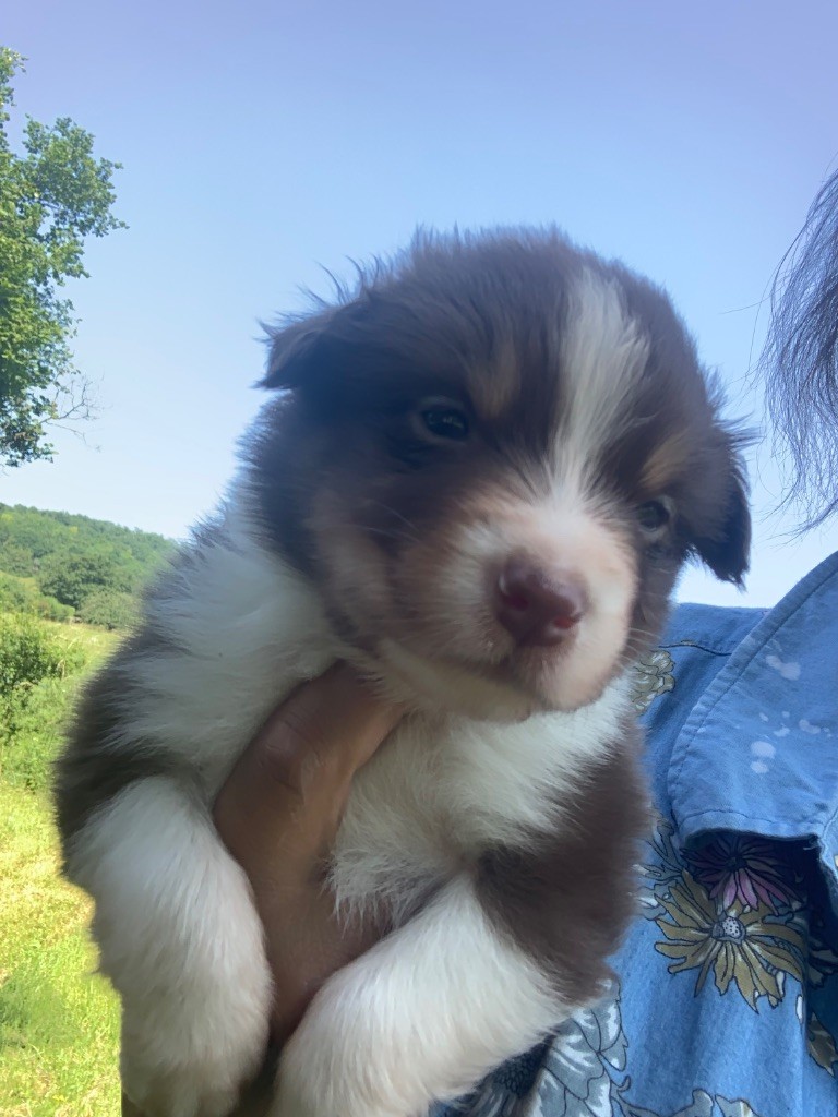 Des Eclats De Quasar - Chiots disponibles - Berger Australien