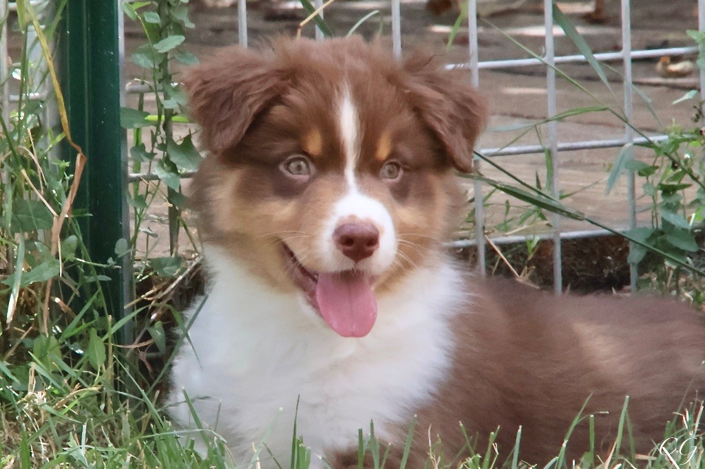 Des Eclats De Quasar - Chiots disponibles - Berger Australien
