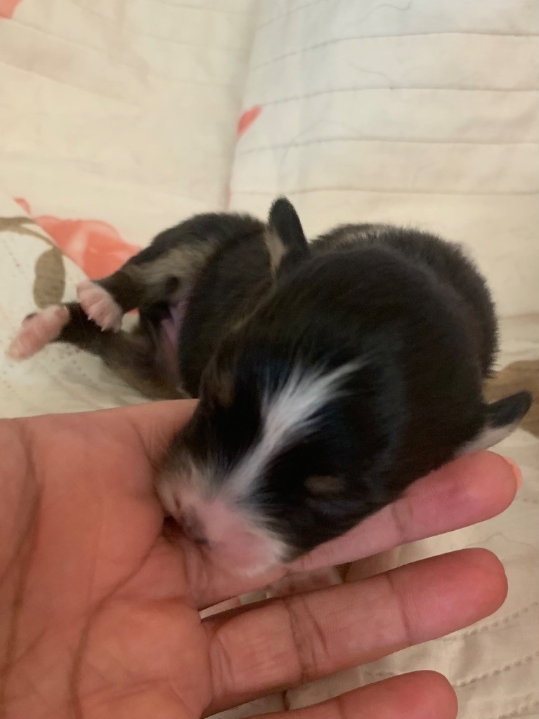 Des Eclats De Quasar - Chiots disponibles - Berger Australien