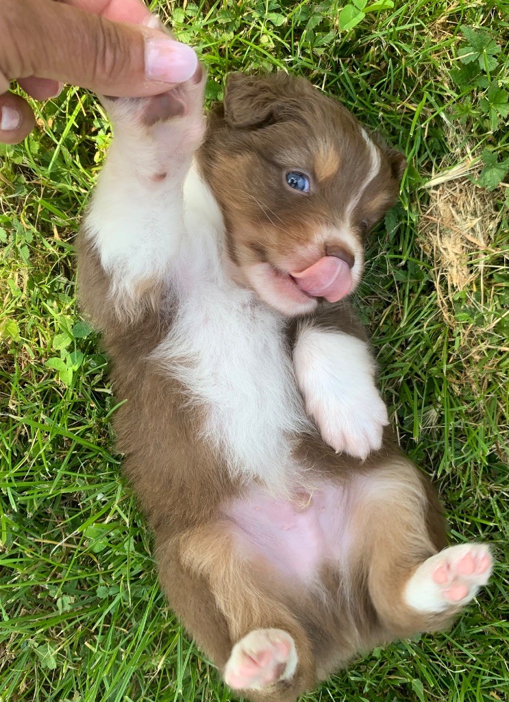 Des Eclats De Quasar - Chiots disponibles - Berger Australien