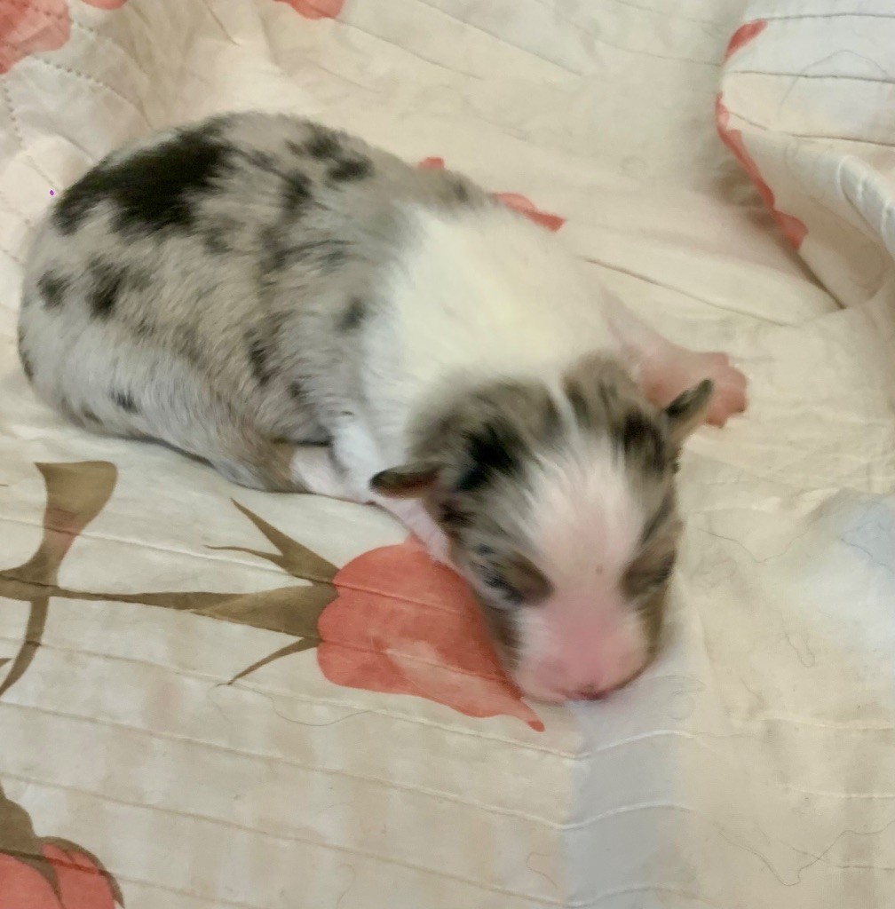 Des Eclats De Quasar - Chiots disponibles - Berger Australien