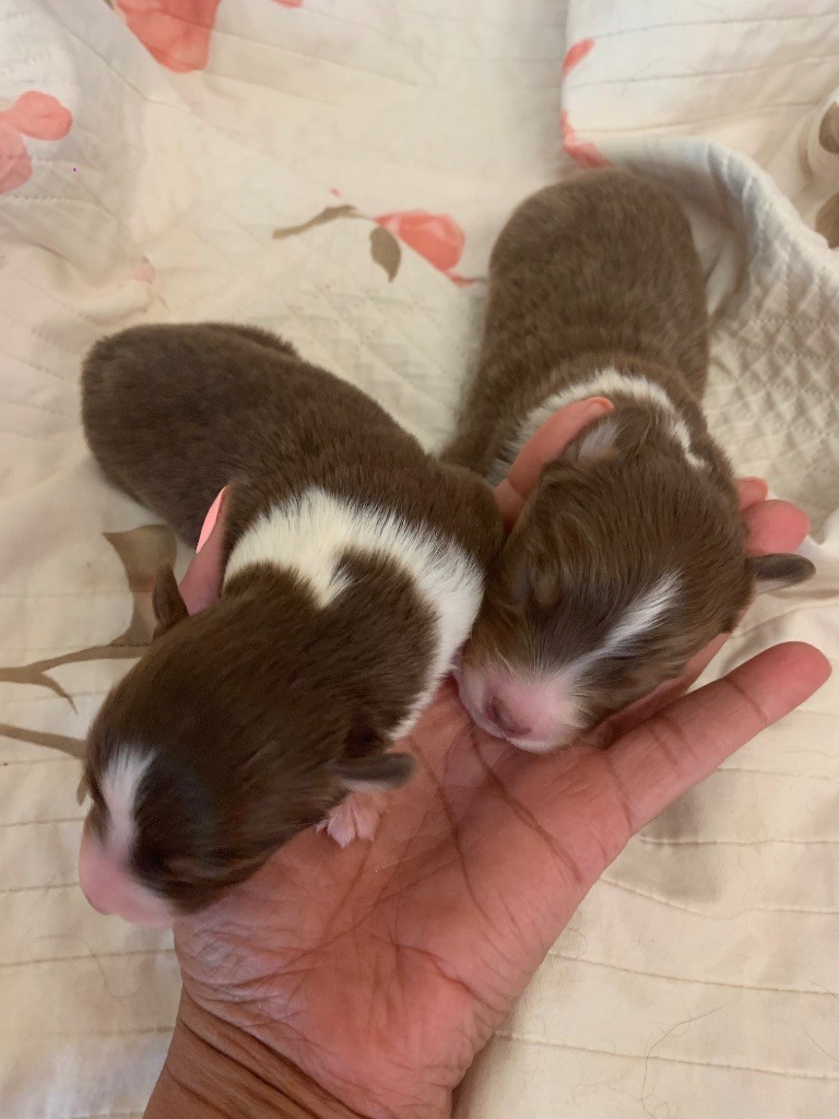 Des Eclats De Quasar - Chiots disponibles - Berger Australien