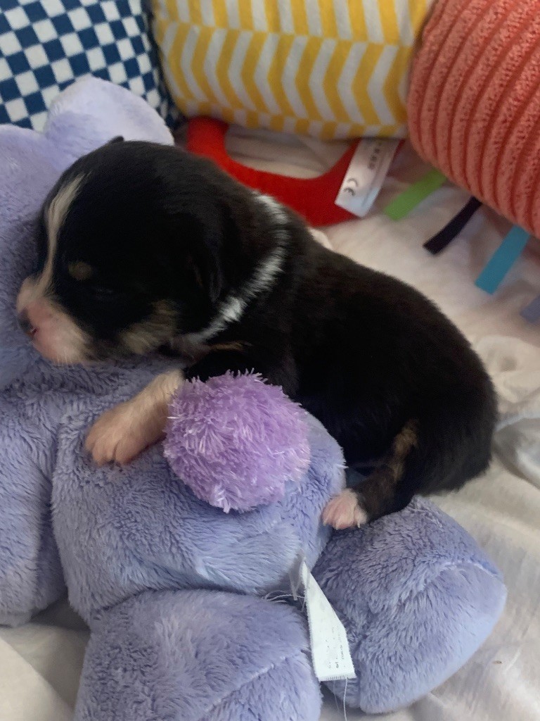 Des Eclats De Quasar - Chiots disponibles - Berger Australien