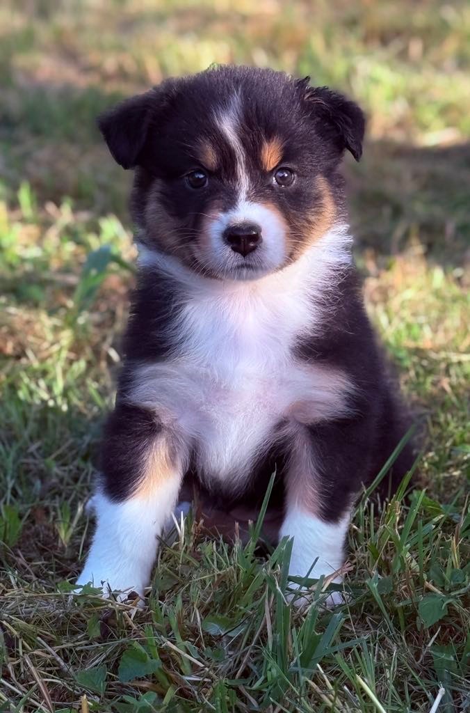 Des Eclats De Quasar - Chiots disponibles - Berger Australien