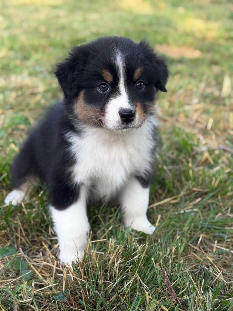 Des Eclats De Quasar - Chiots disponibles - Berger Australien