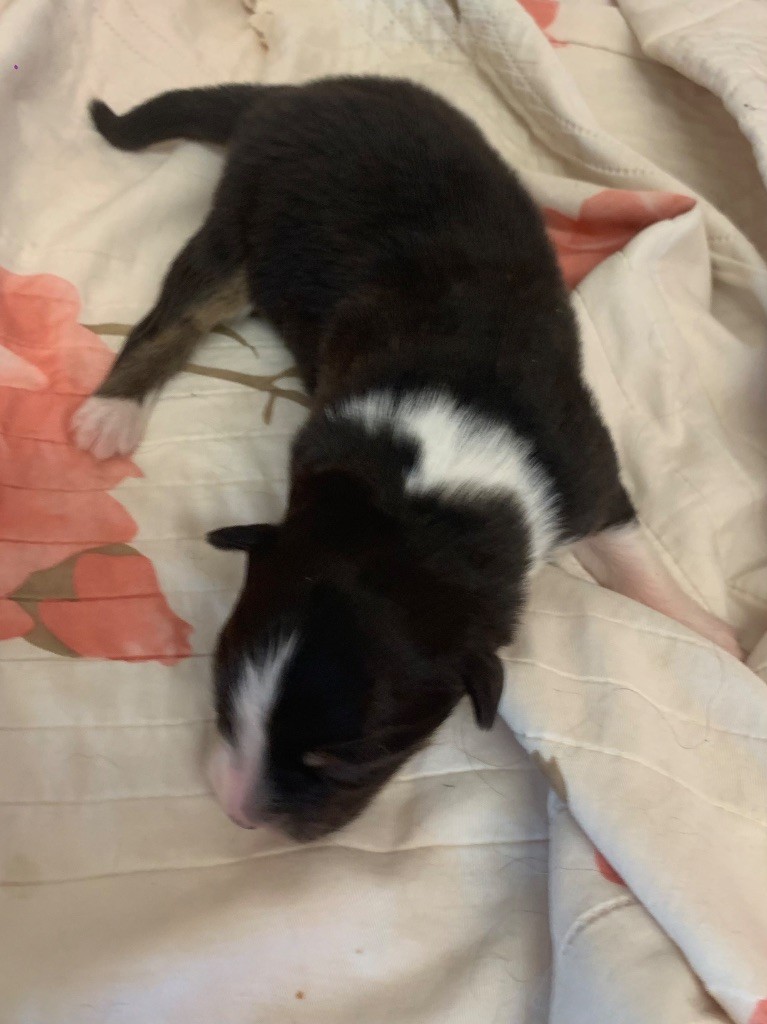 Des Eclats De Quasar - Chiots disponibles - Berger Australien
