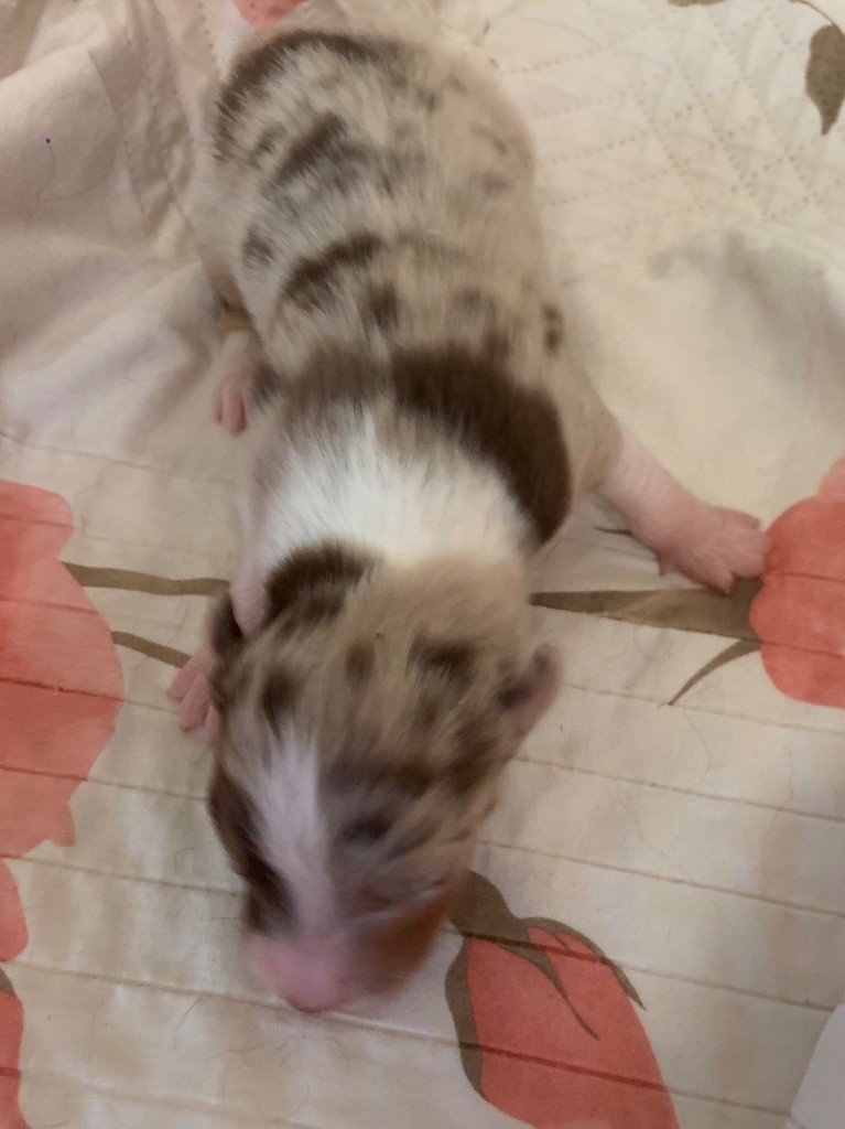 Des Eclats De Quasar - Chiots disponibles - Berger Australien
