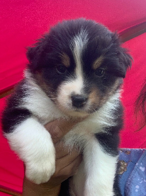 CHIOT 7