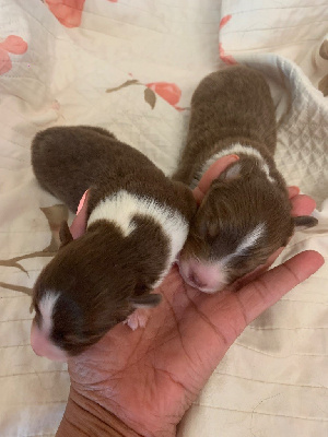 CHIOT 2
