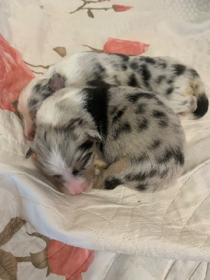 CHIOT 5