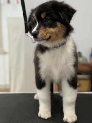 CHIOT 7