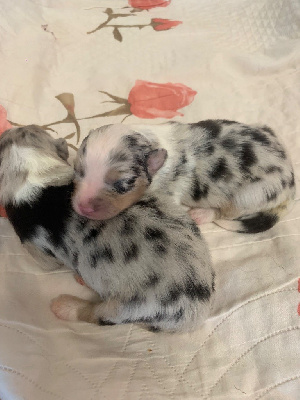 CHIOT 6