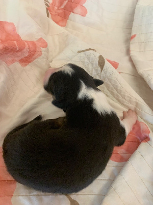 CHIOT 3