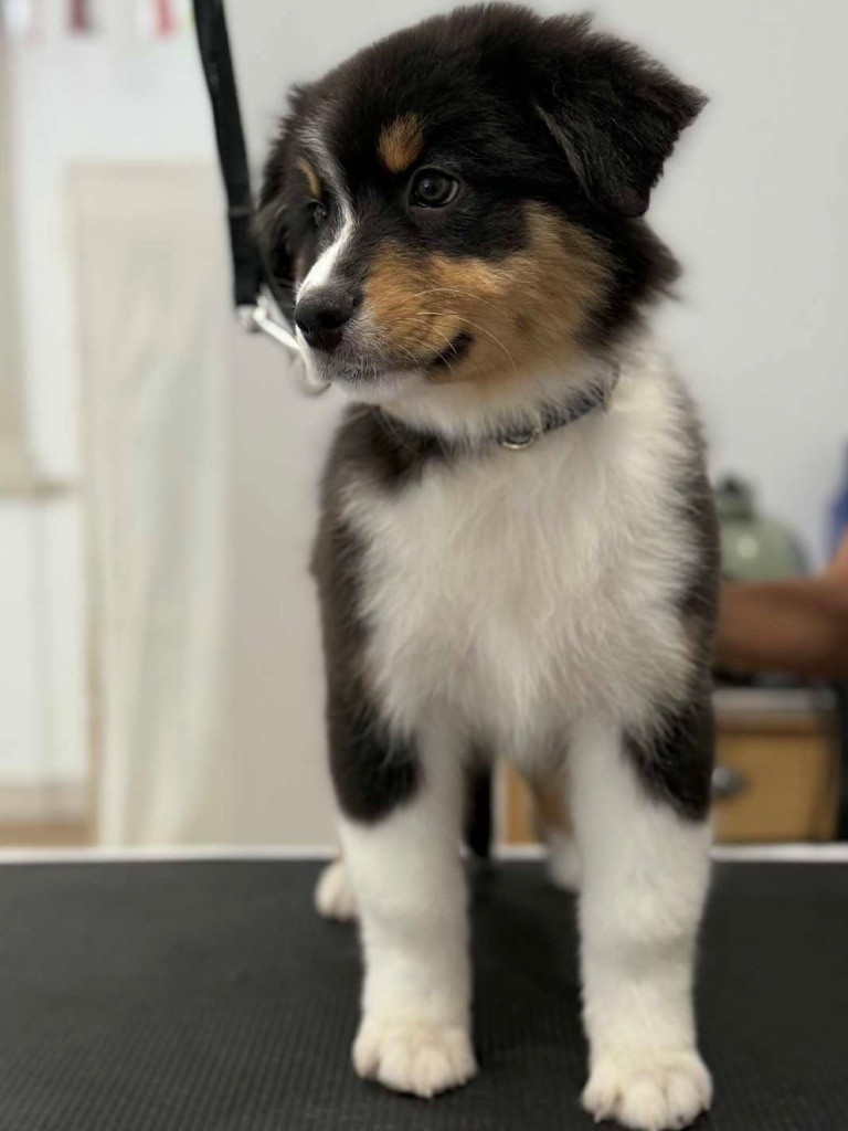 Des Eclats De Quasar - Chiots disponibles - Berger Australien