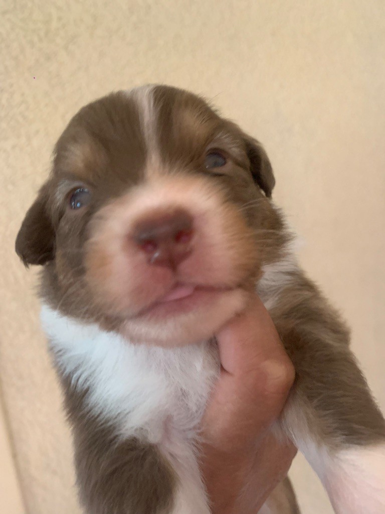 Des Eclats De Quasar - Chiots disponibles - Berger Australien