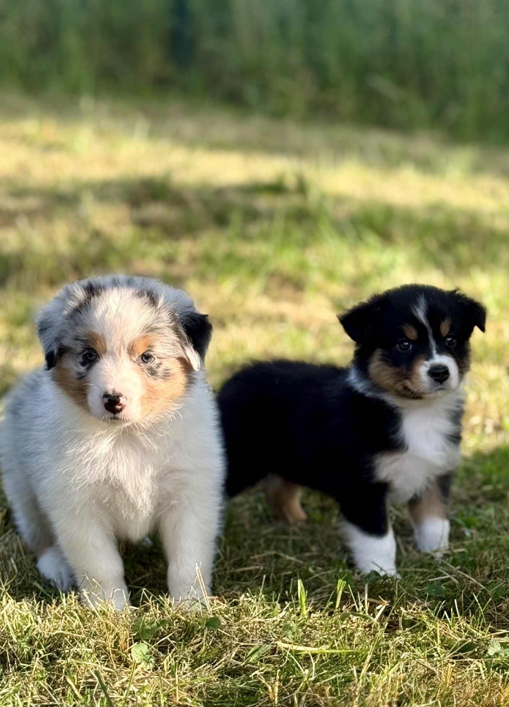 Chiot Berger Australien Des Eclats De Quasar