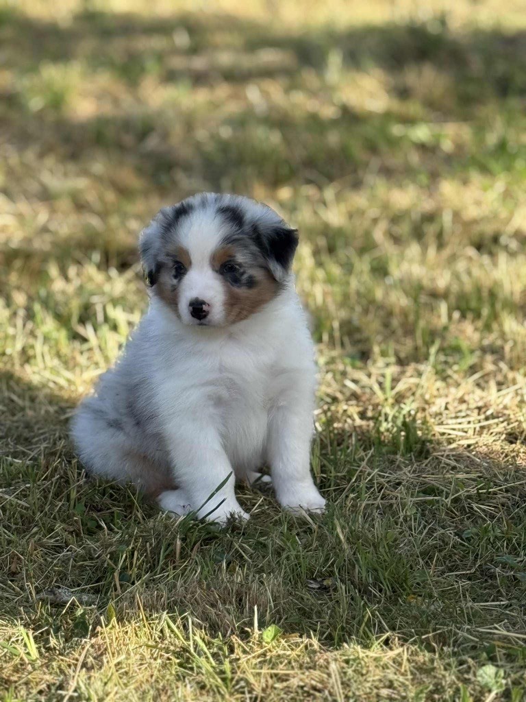 Des Eclats De Quasar - Chiots disponibles - Berger Australien