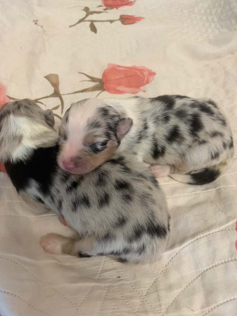 Des Eclats De Quasar - Chiots disponibles - Berger Australien