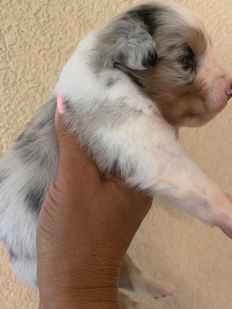 Des Eclats De Quasar - Chiots disponibles - Berger Australien