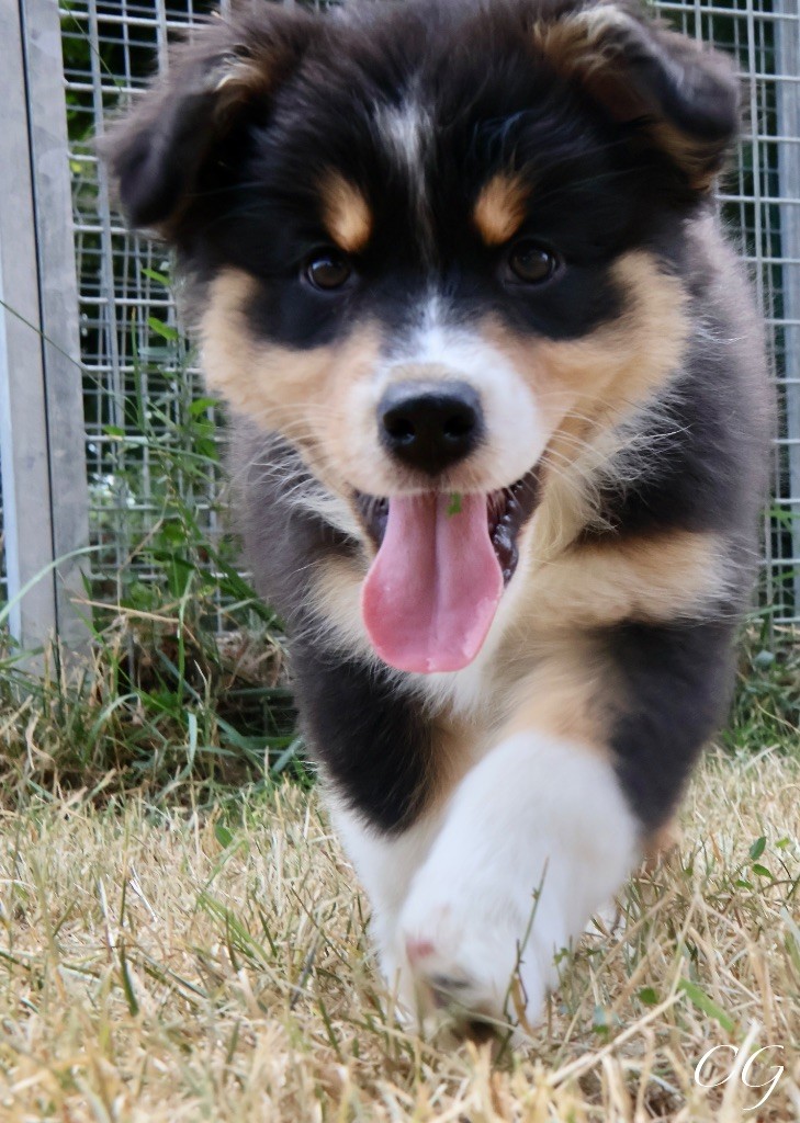 Des Eclats De Quasar - Chiots disponibles - Berger Australien